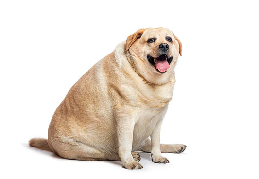 Canine Treat Feeding Guide