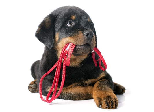Puppy Exercise Guide